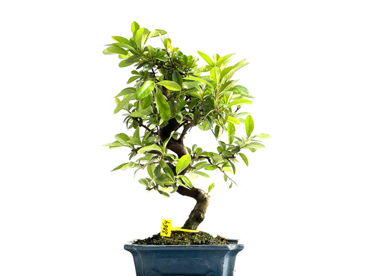 Piracantha 2064