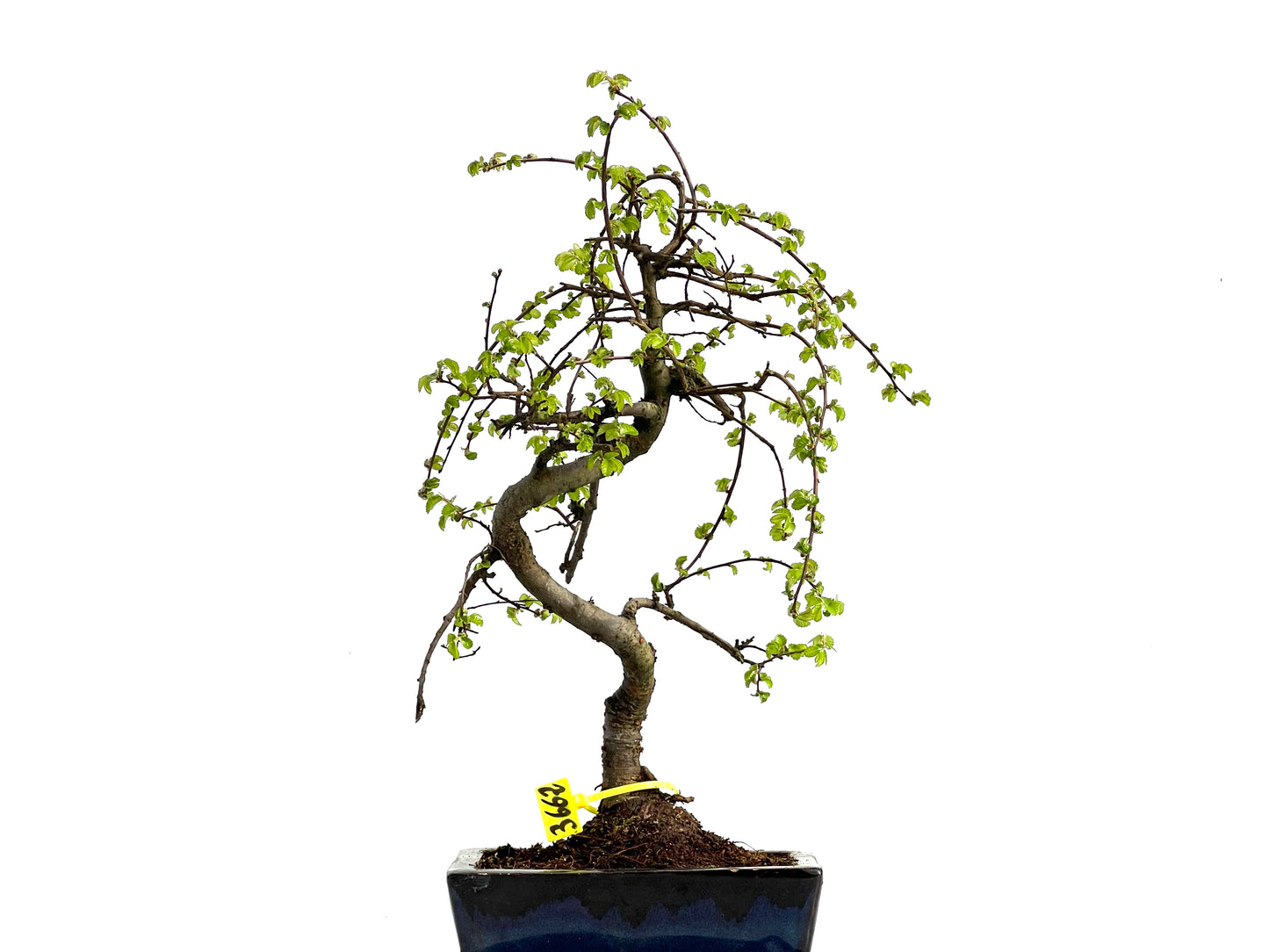Ulmus Parvifolia 3662