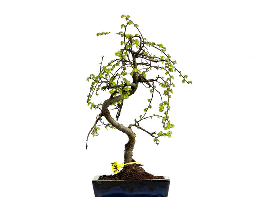 Ulmus Parvifolia 3662