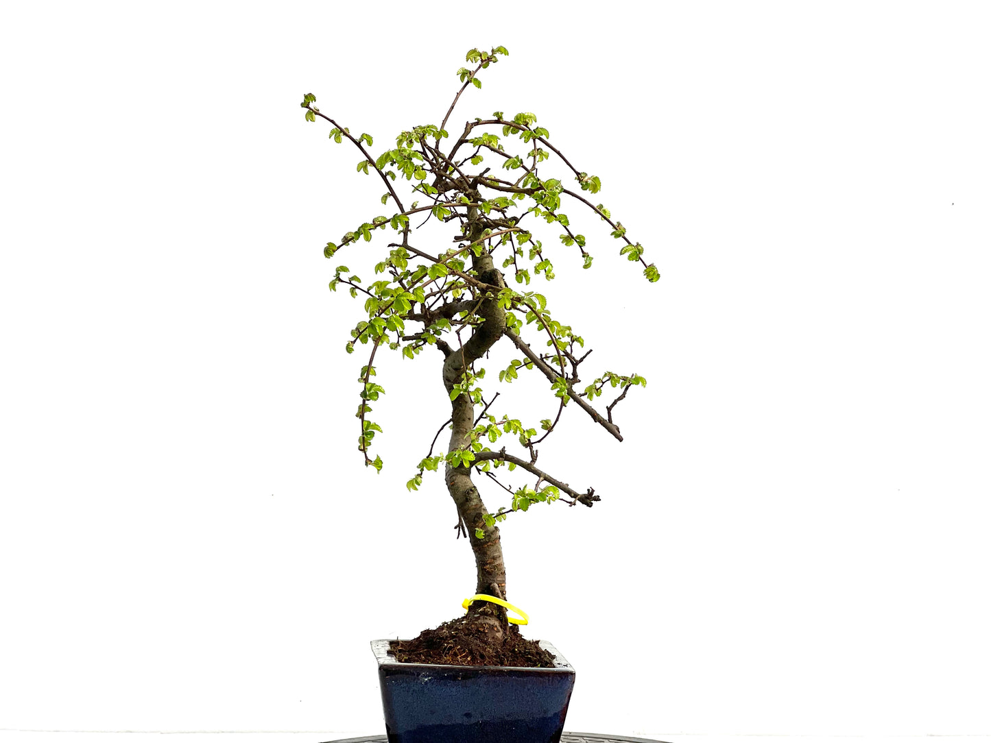 Ulmus Parvifolia 3662