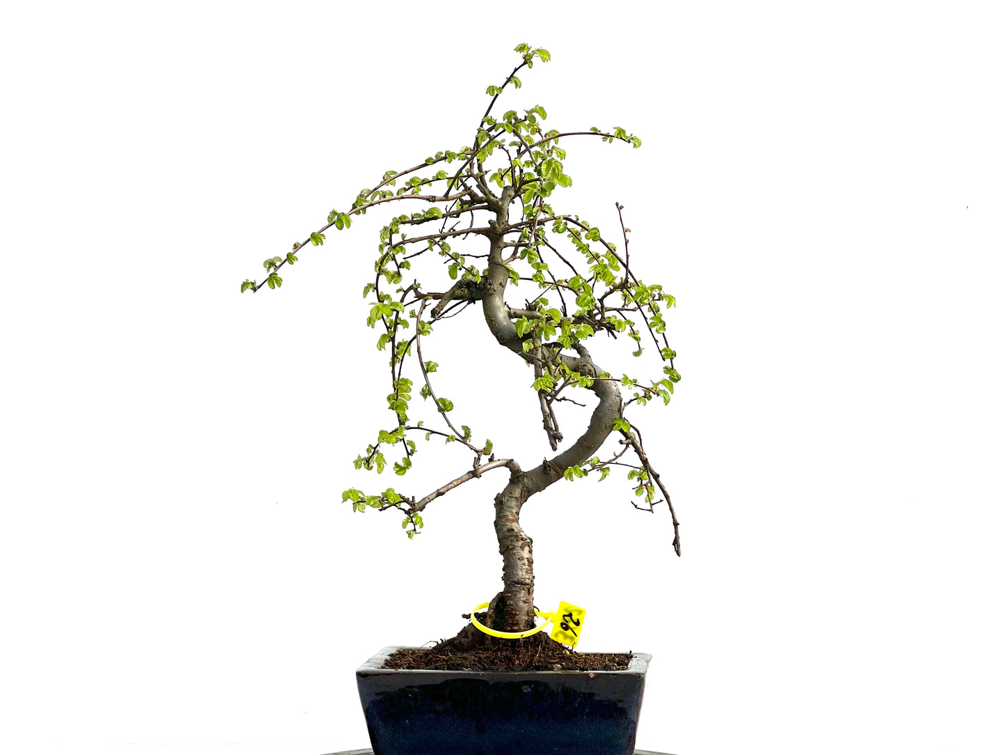 Ulmus Parvifolia 3662