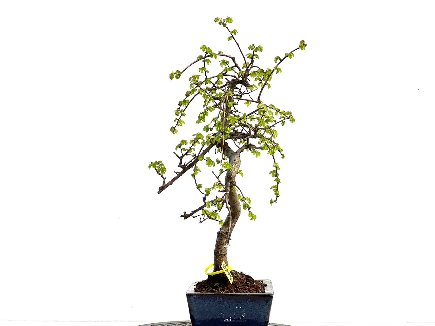 Ulmus Parvifolia 3662