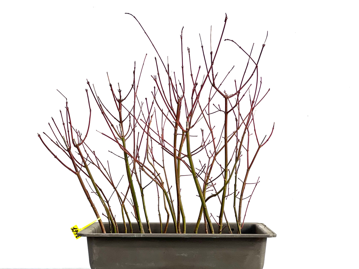 Bosque Acer Palmatum 3667