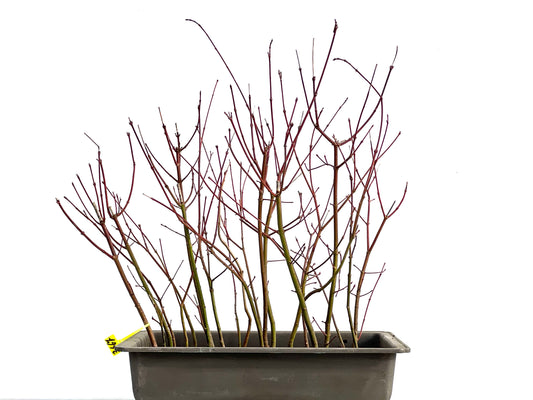 Bosque Acer Palmatum 3667