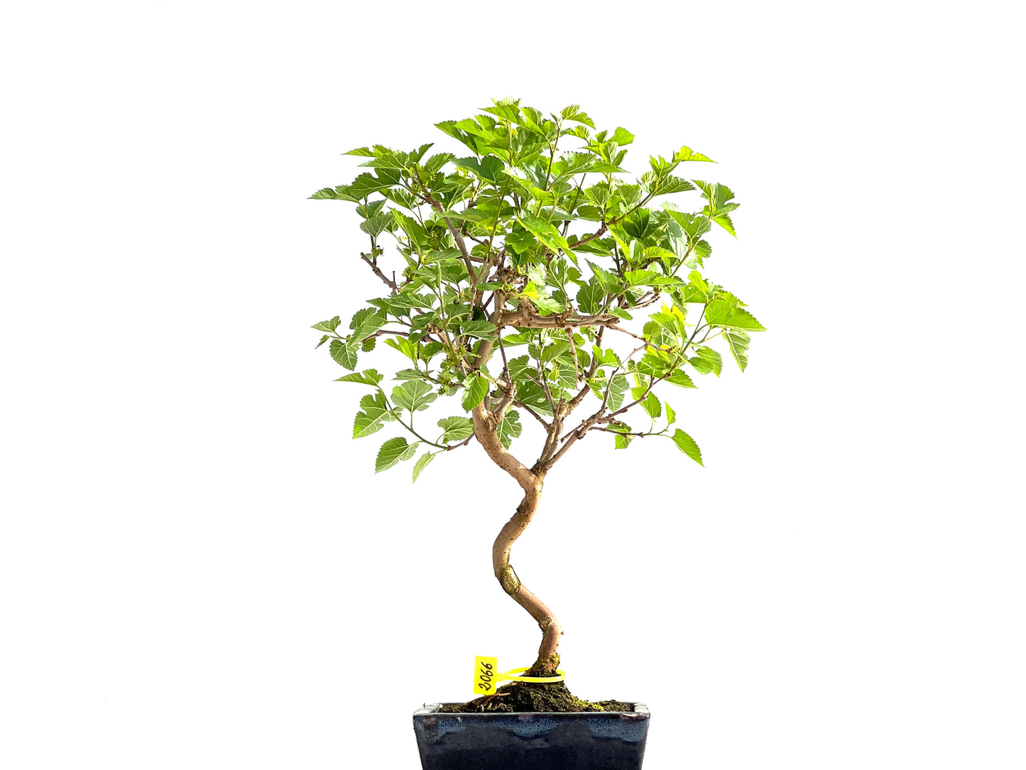Morus Alba 2066