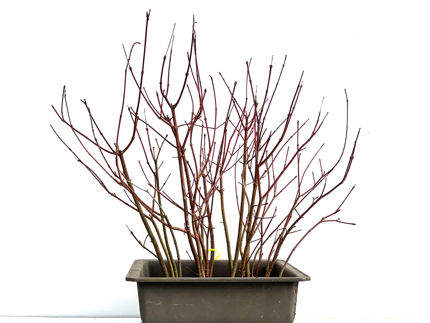 Bosque Acer Palmatum 3667