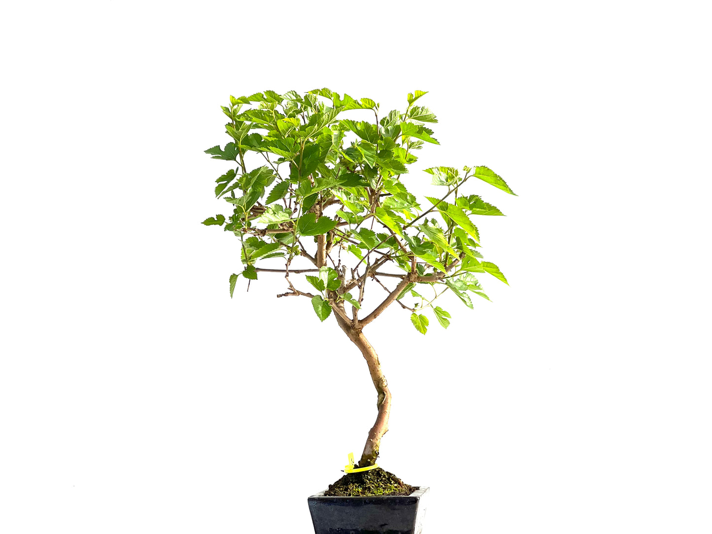 Morus Alba 2066