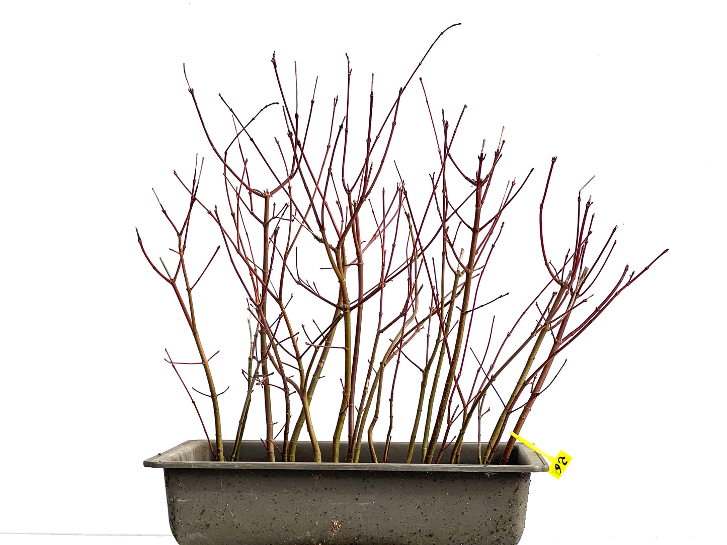 Bosque Acer Palmatum 3667