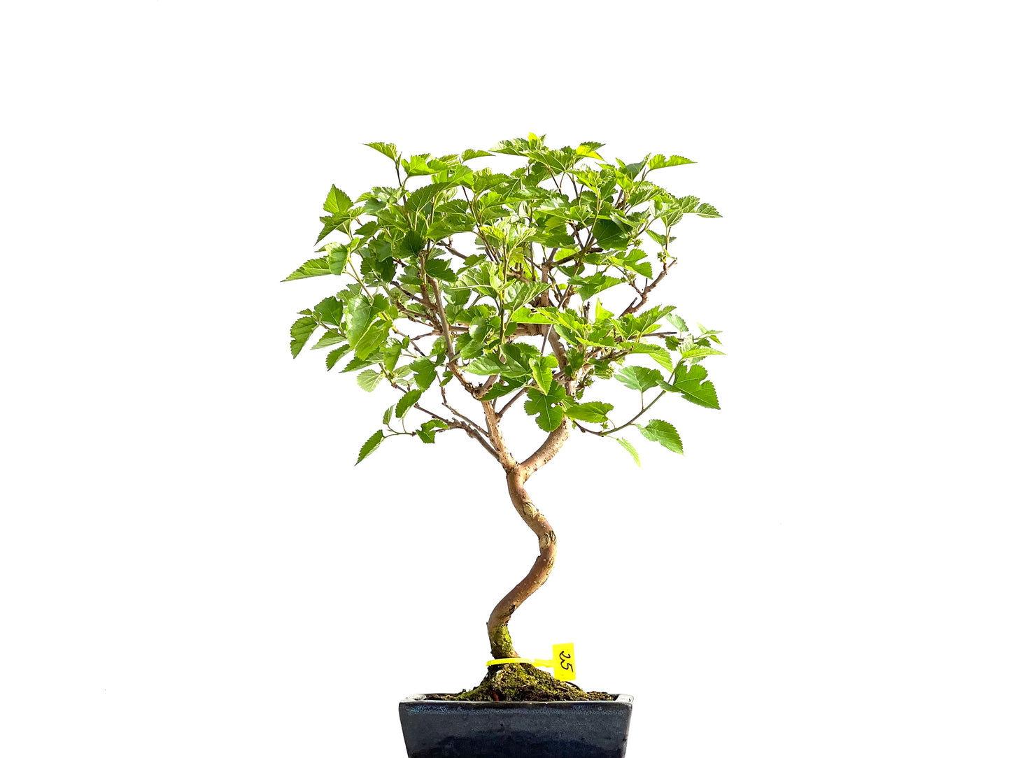 Morus Alba 2066