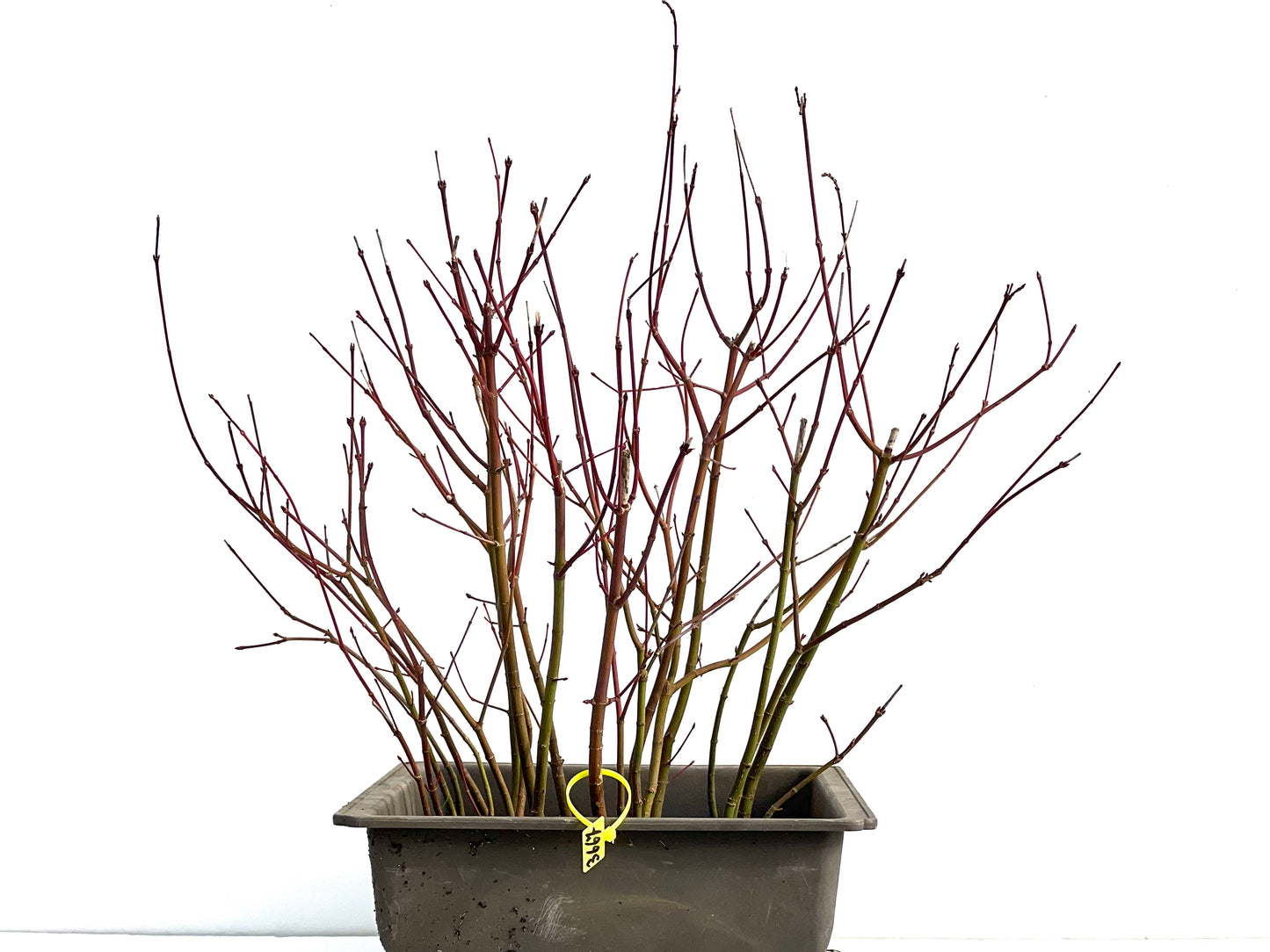 Bosque Acer Palmatum 3667
