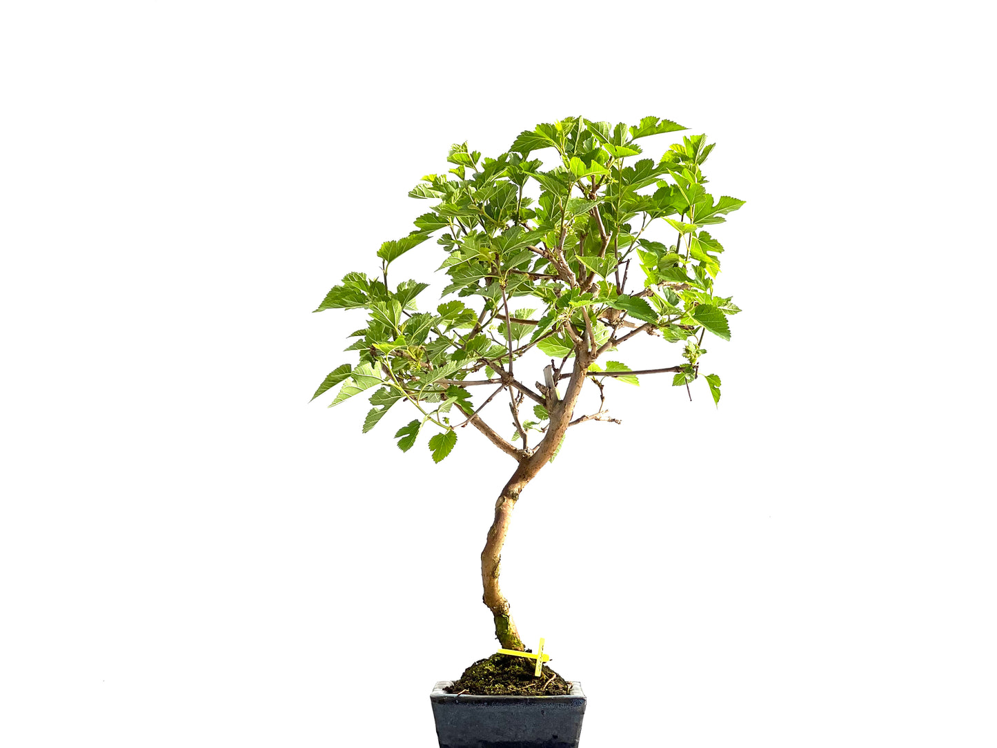 Morus Alba 2066