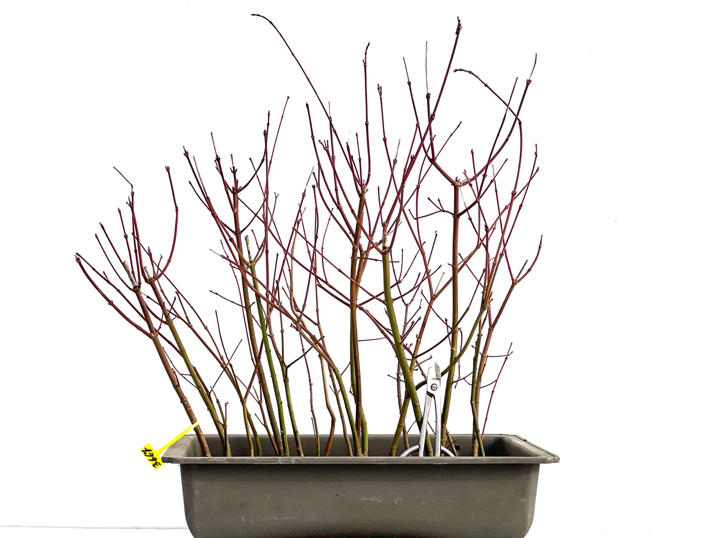 Bosque Acer Palmatum 3667