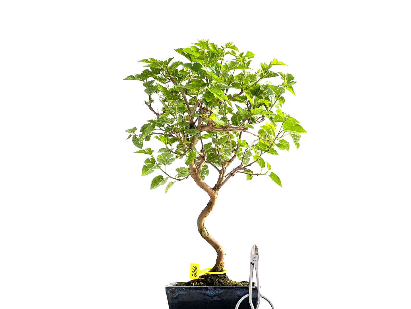 Morus Alba 2066
