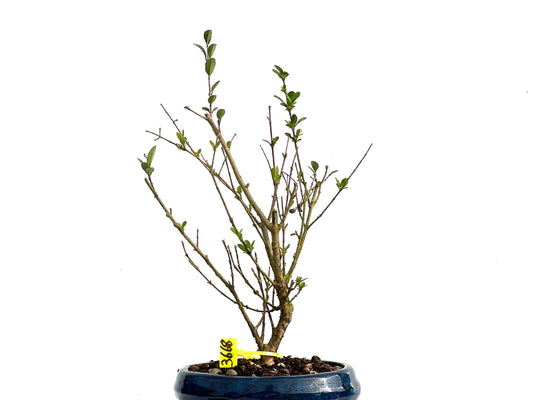 Ligustrum Ibota 3668
