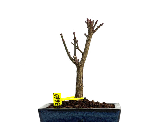 Euonymus Alatus 3665