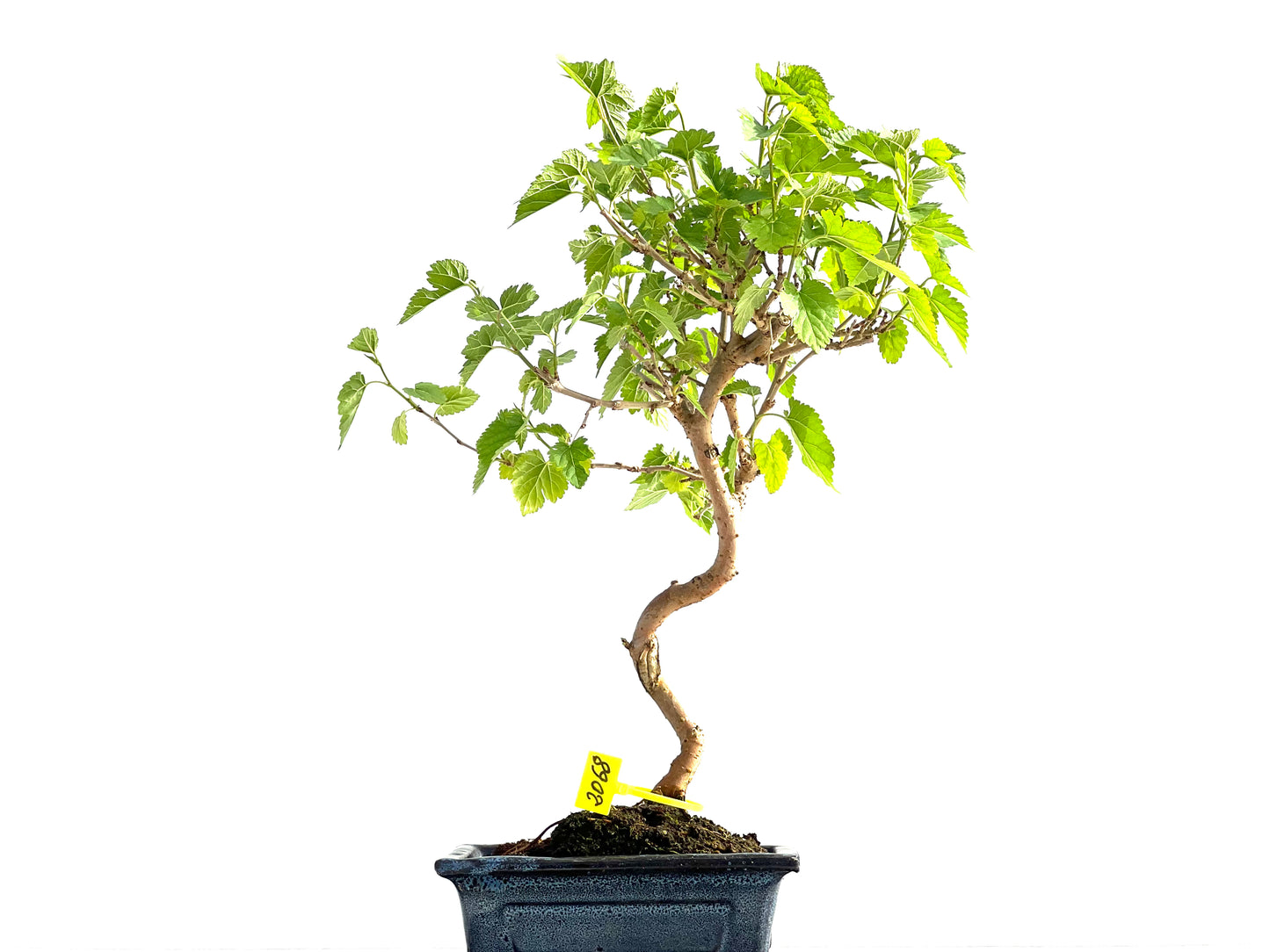 Morus Alba 2068