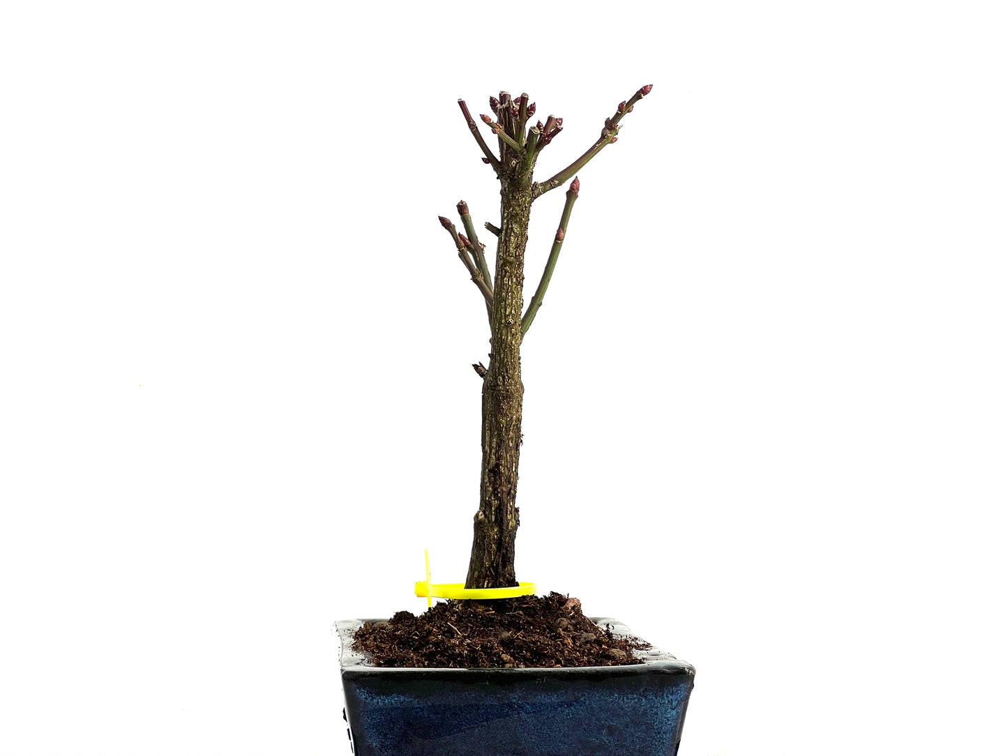 Euonymus Alatus 3665