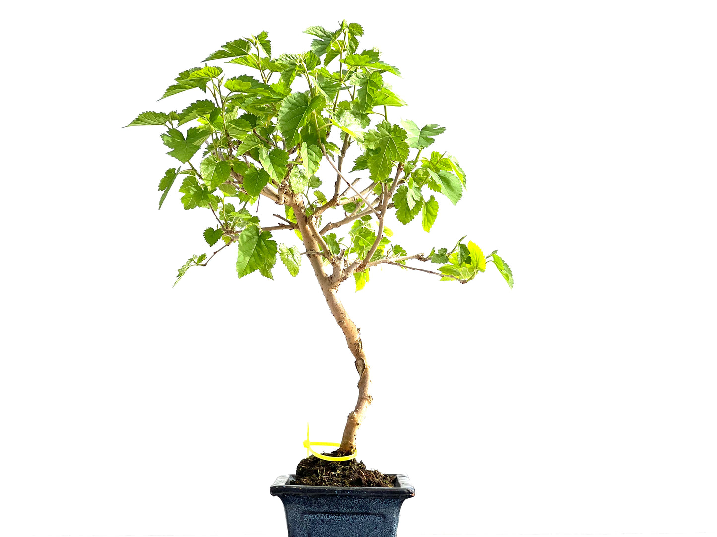 Morus Alba 2068