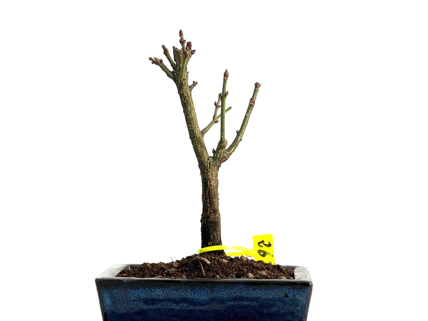 Euonymus Alatus 3665