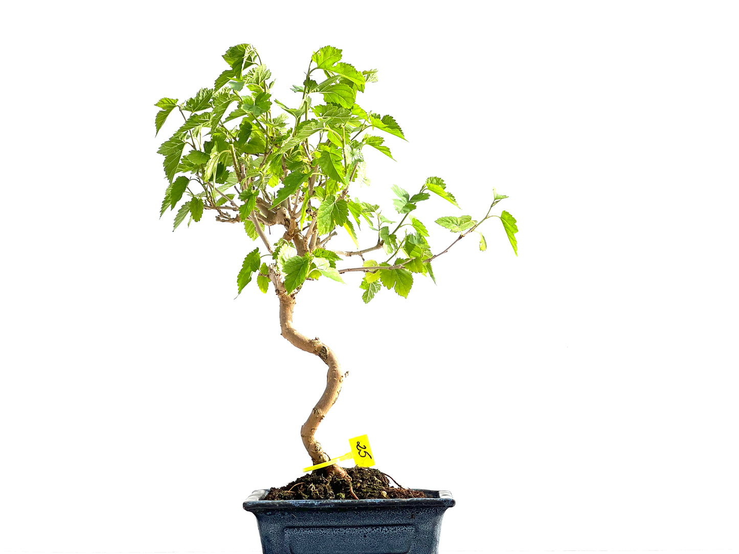 Morus Alba 2068