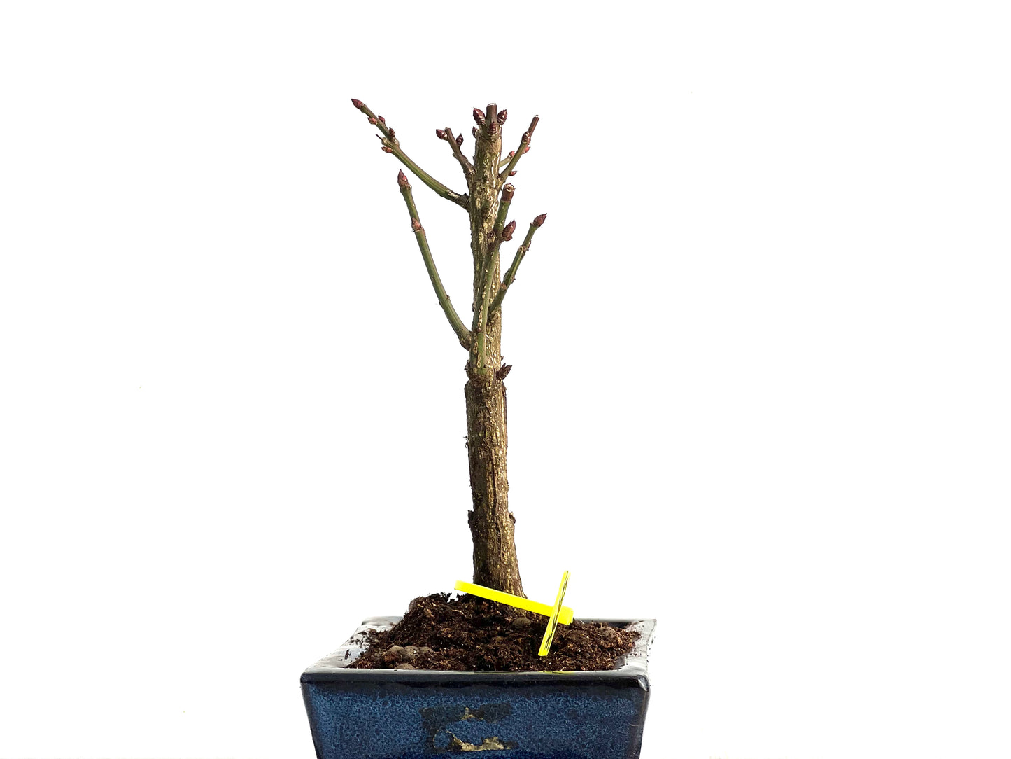 Euonymus Alatus 3665