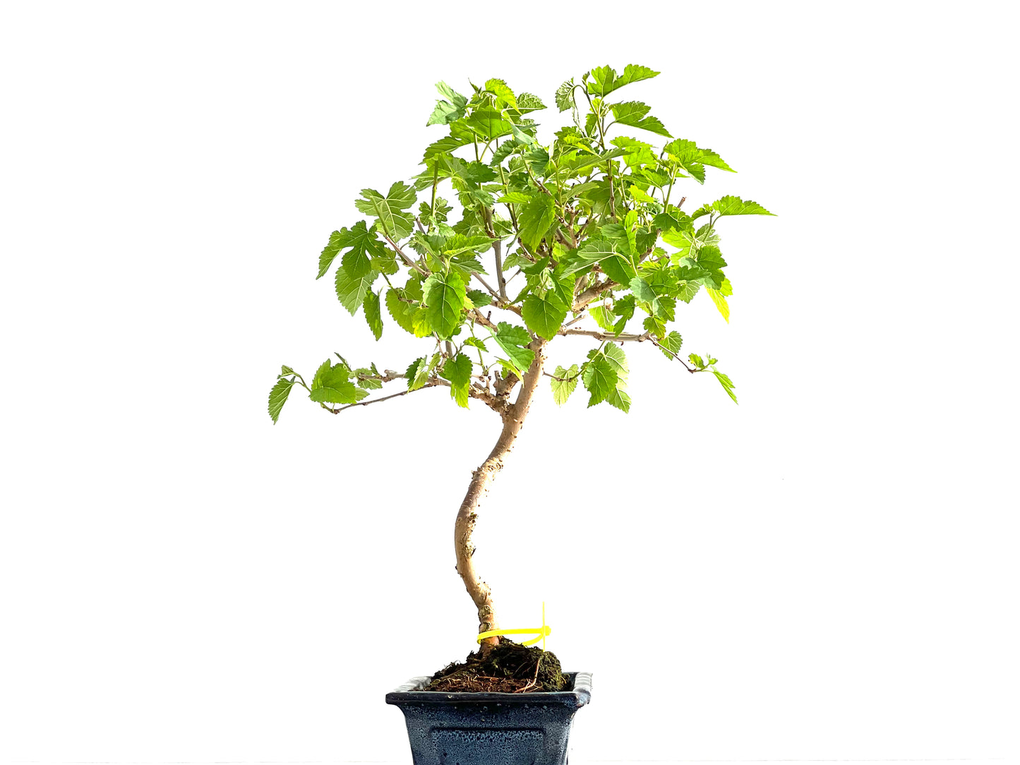 Morus Alba 2068