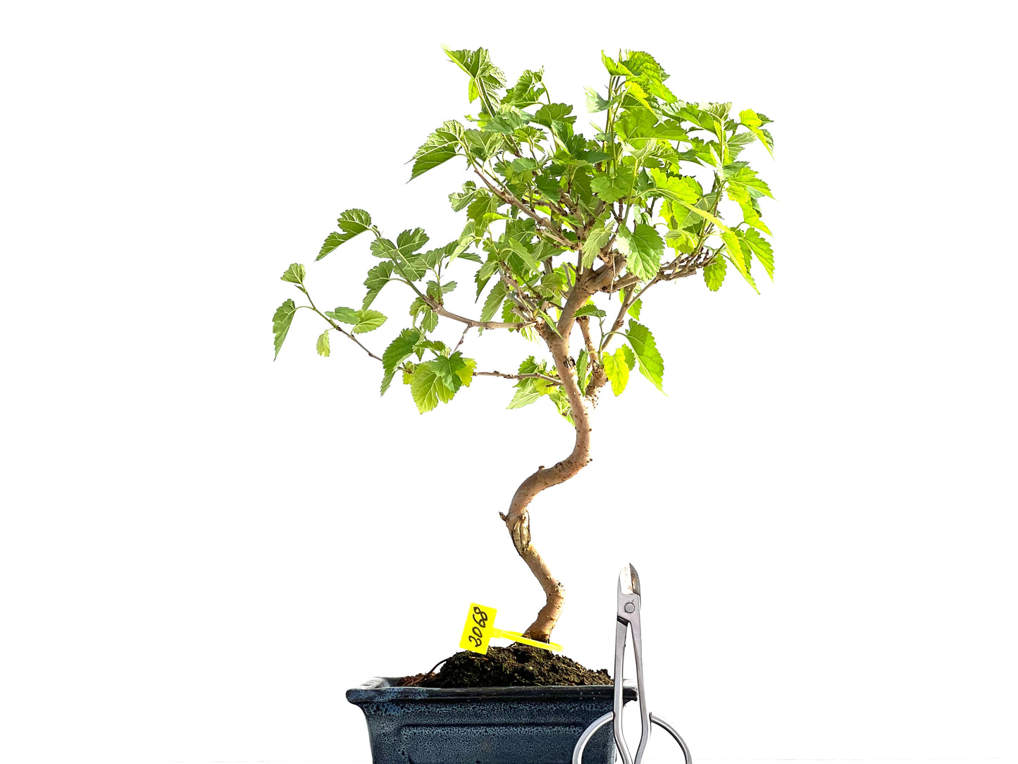 Morus Alba 2068