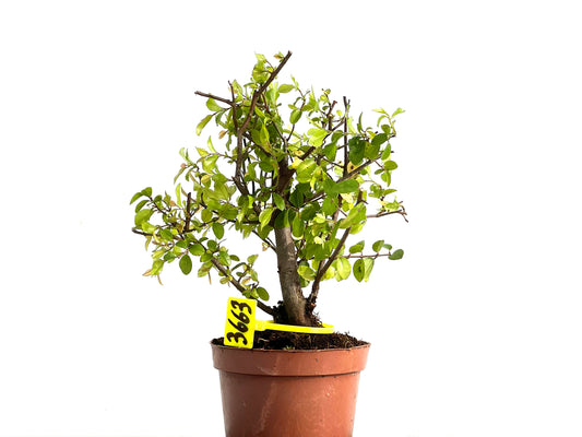 Lonicera 3663