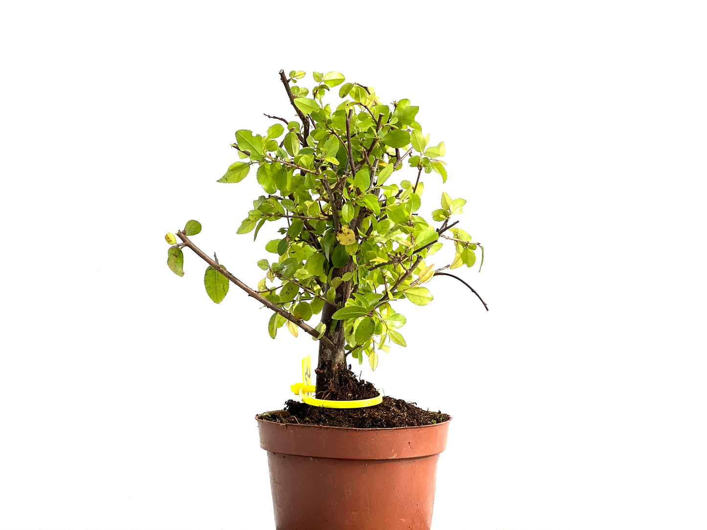 Lonicera 3663