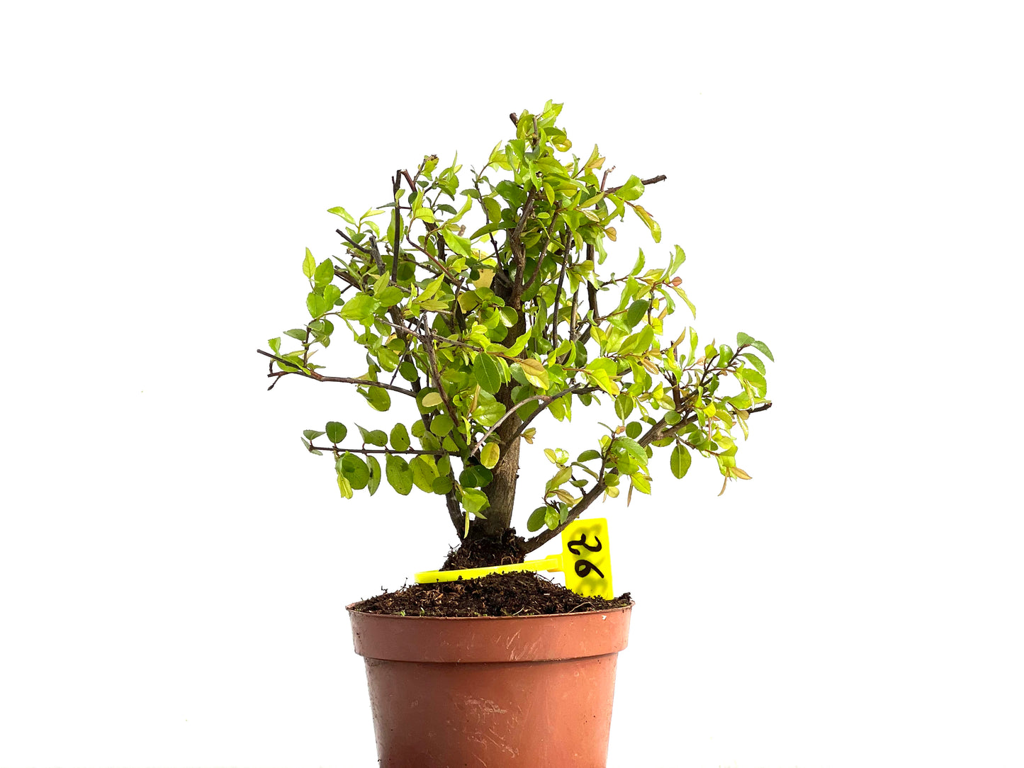 Lonicera 3663