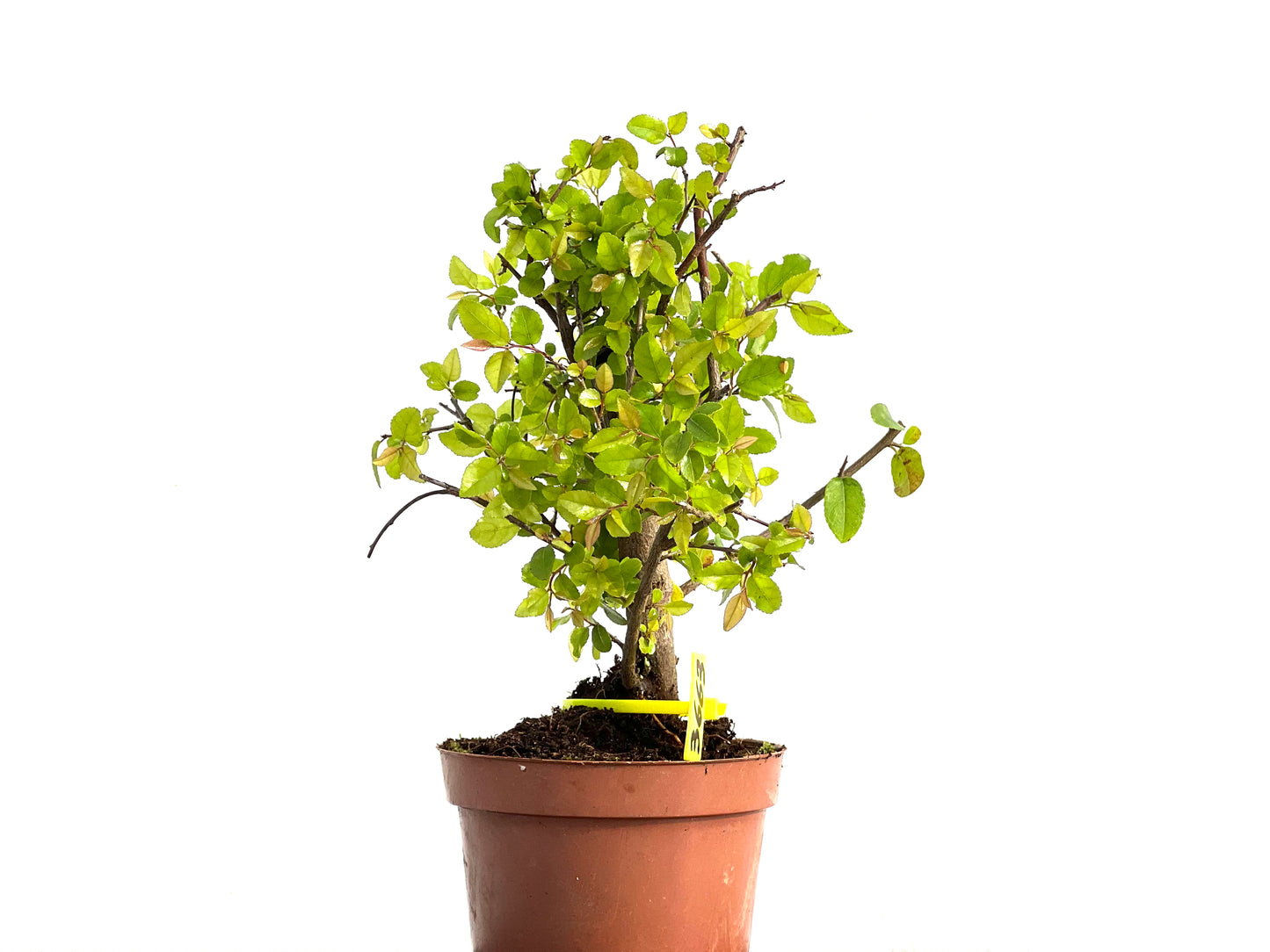 Lonicera 3663