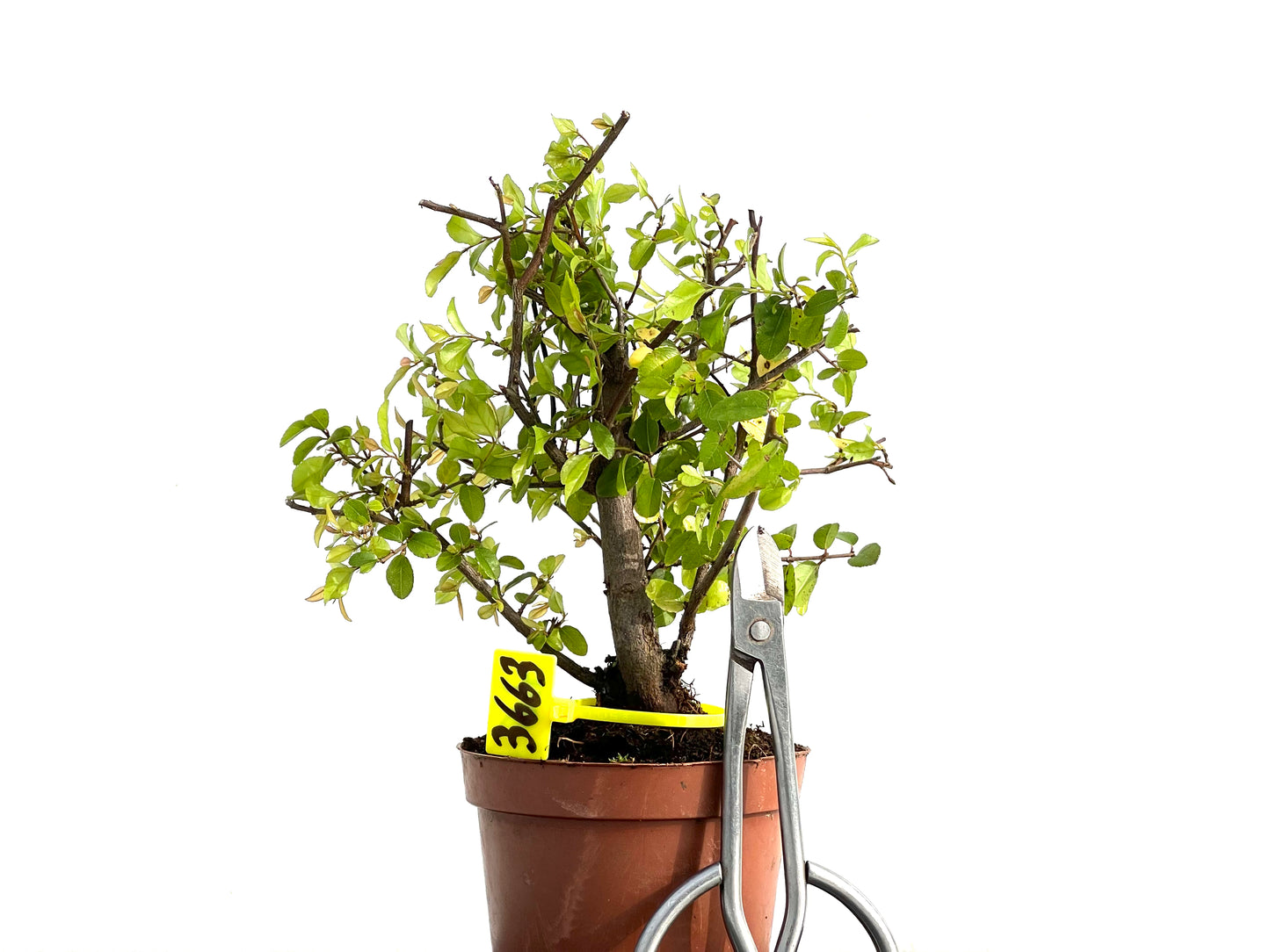 Lonicera 3663