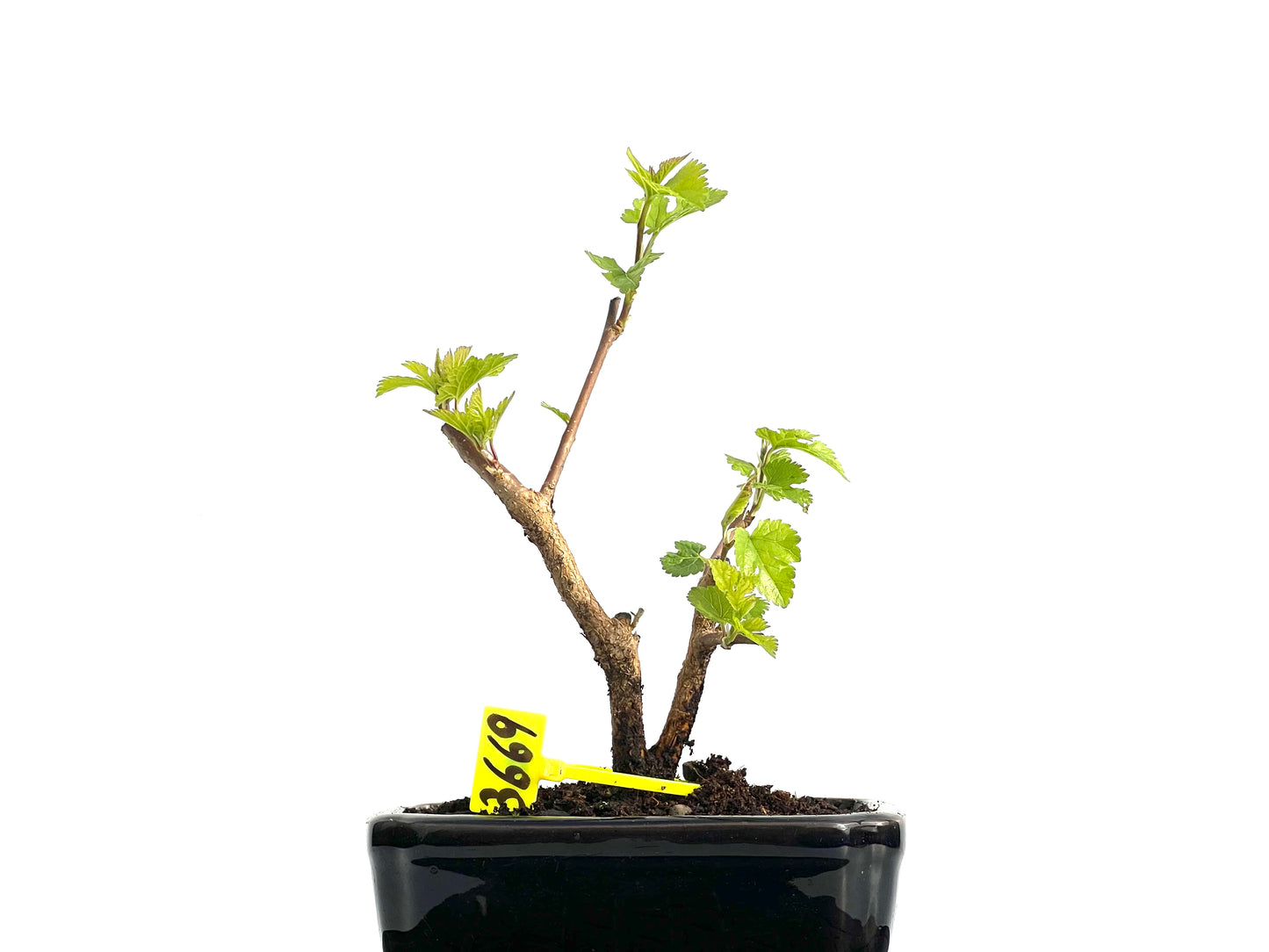 Morus Alba 3669