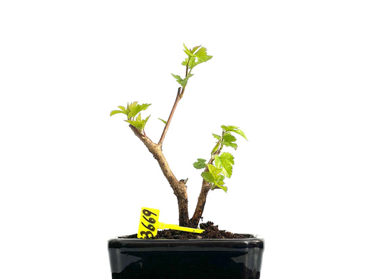 Morus Alba 3669