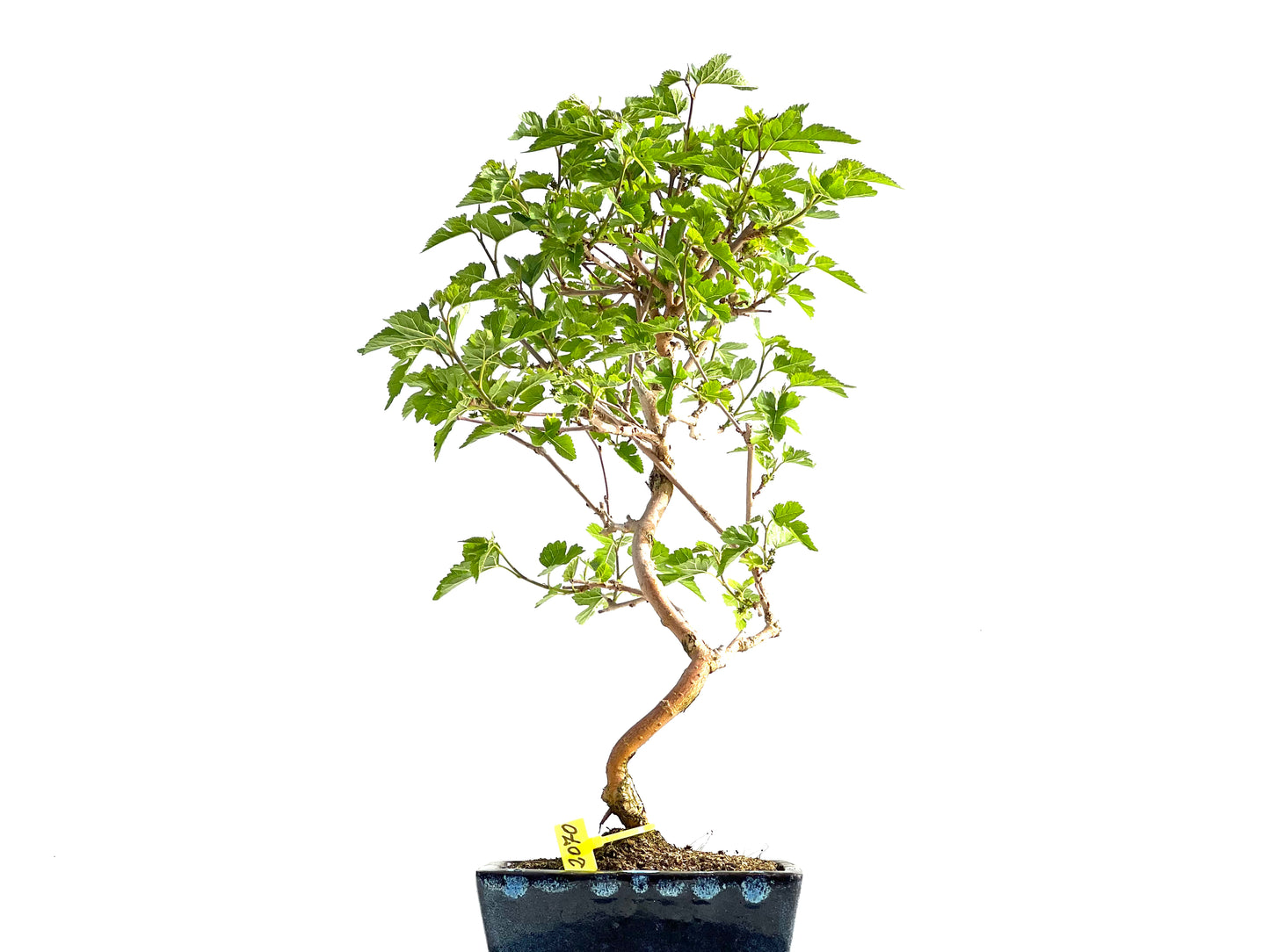 Morus Alba 2070