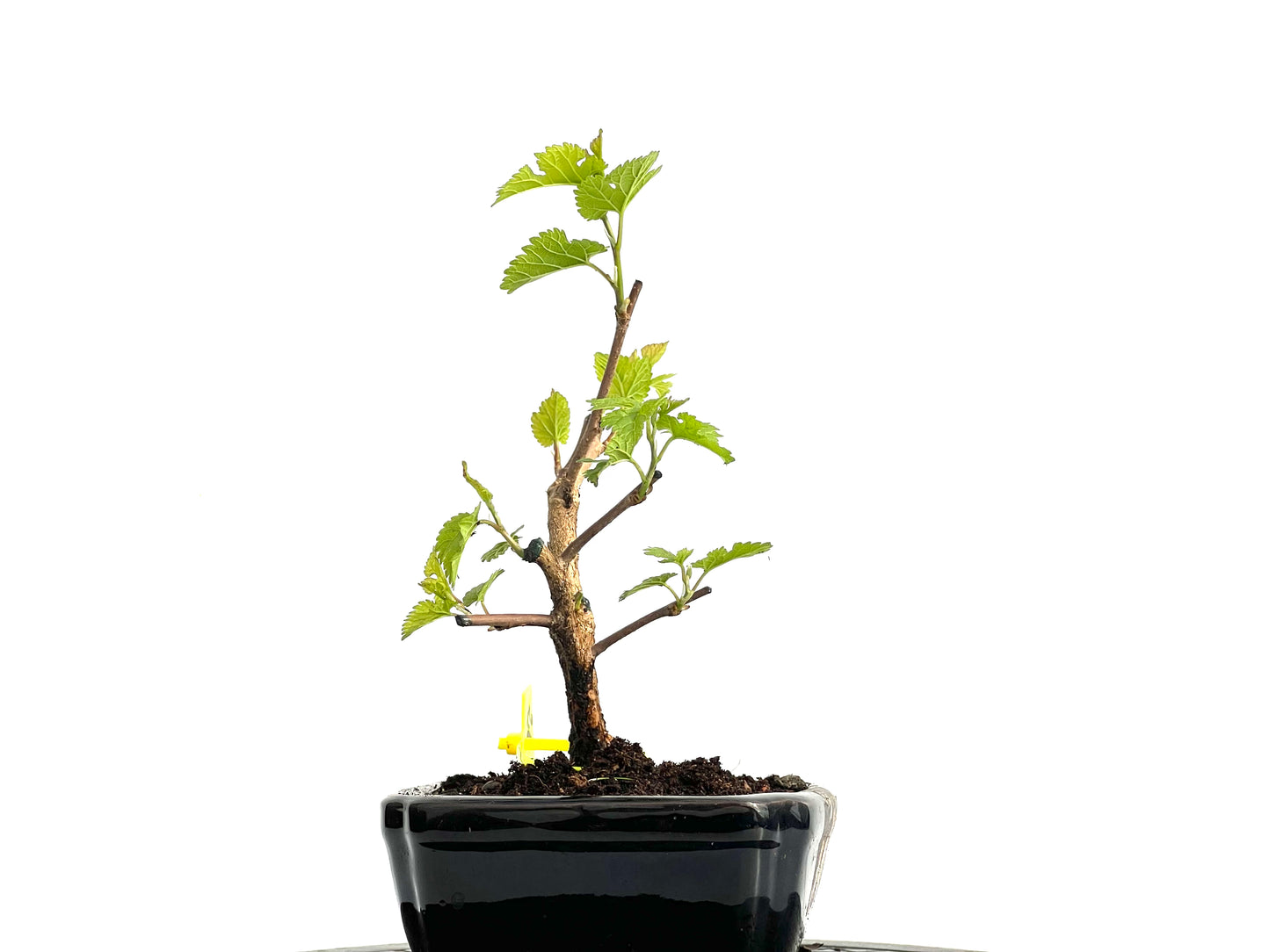 Morus Alba 3669