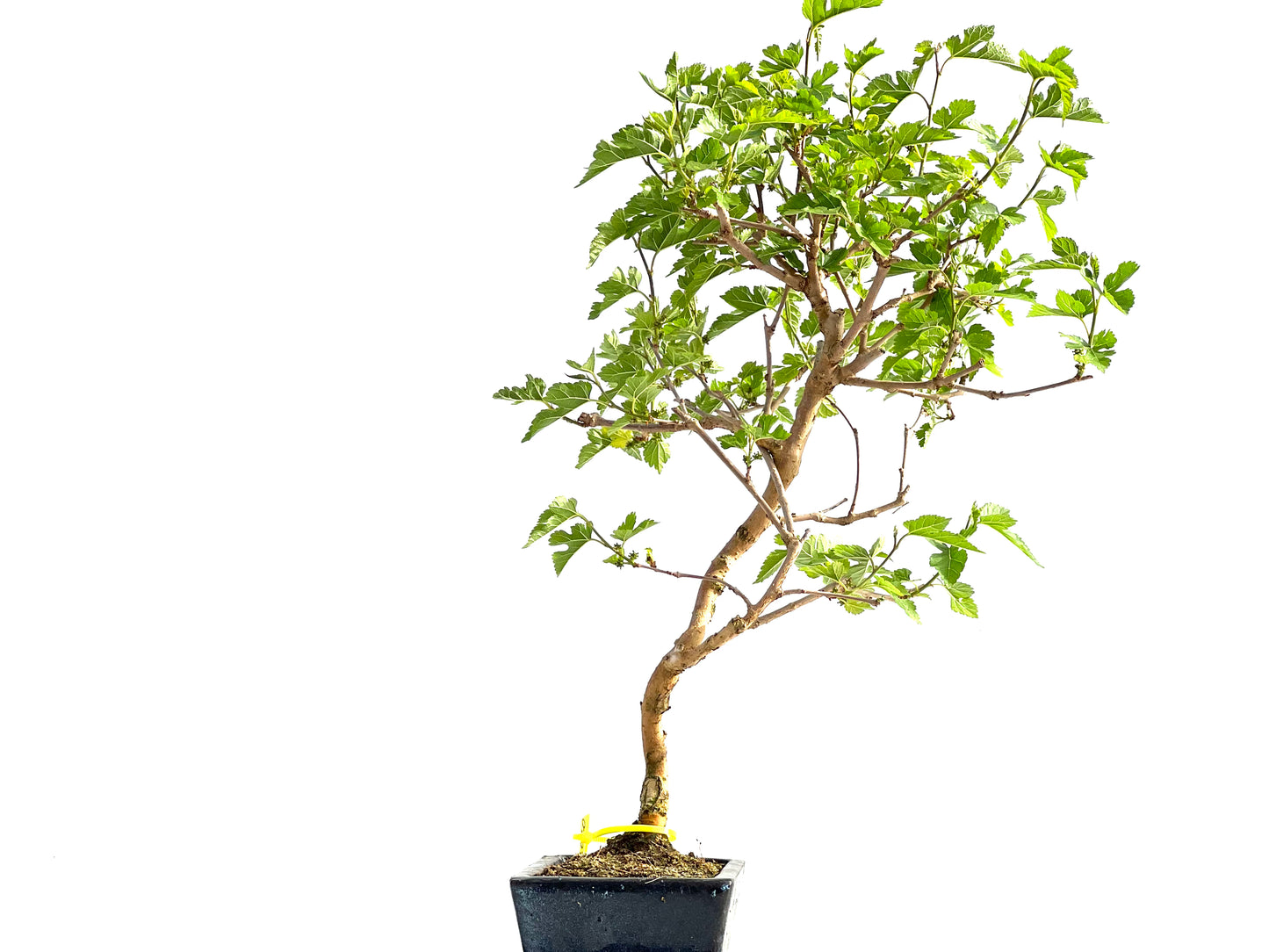 Morus Alba 2070