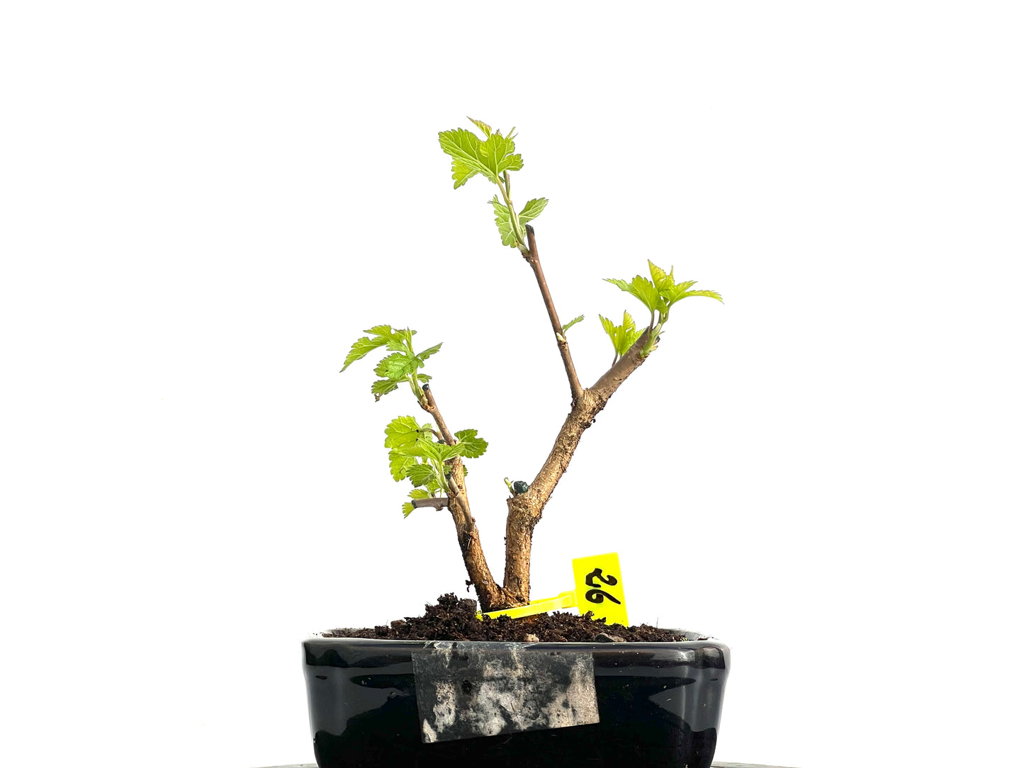 Morus Alba 3669