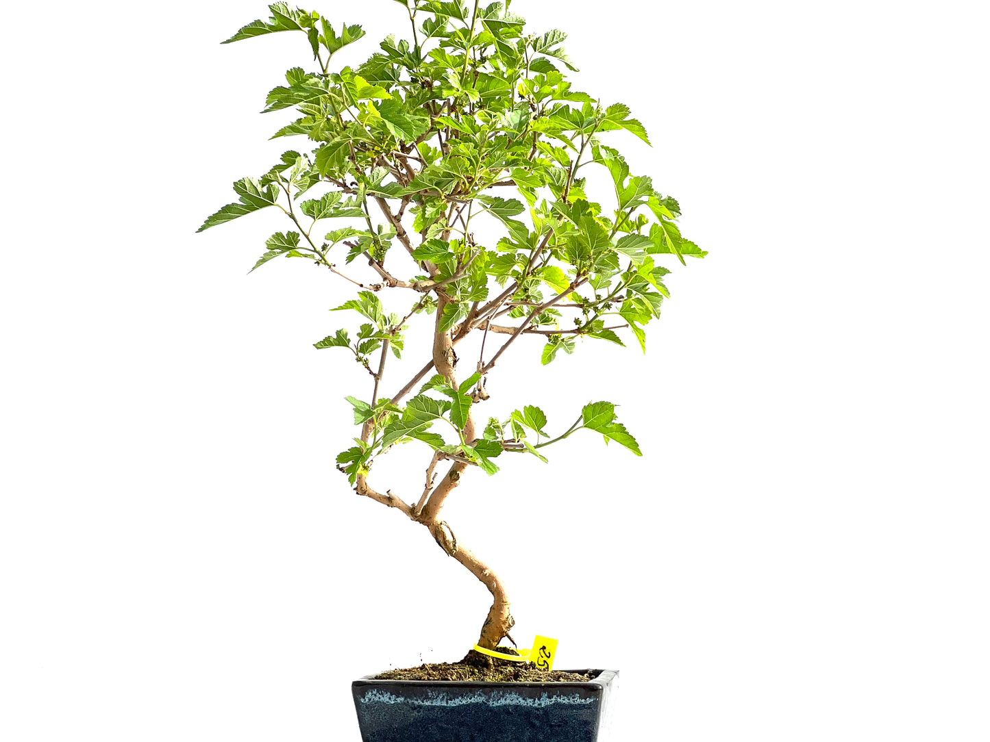Morus Alba 2070
