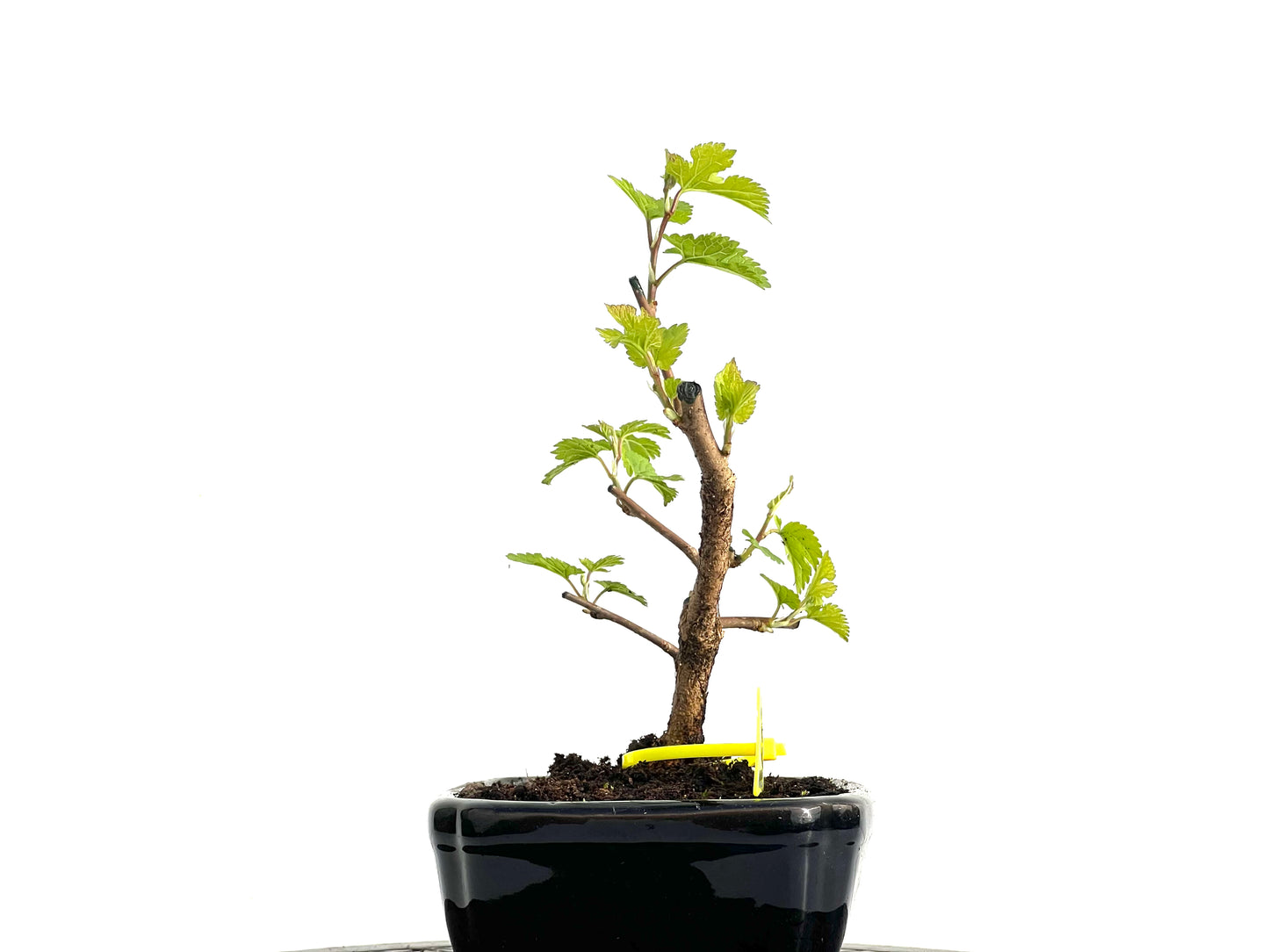 Morus Alba 3669
