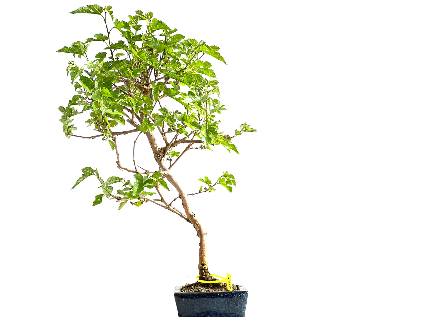Morus Alba 2070