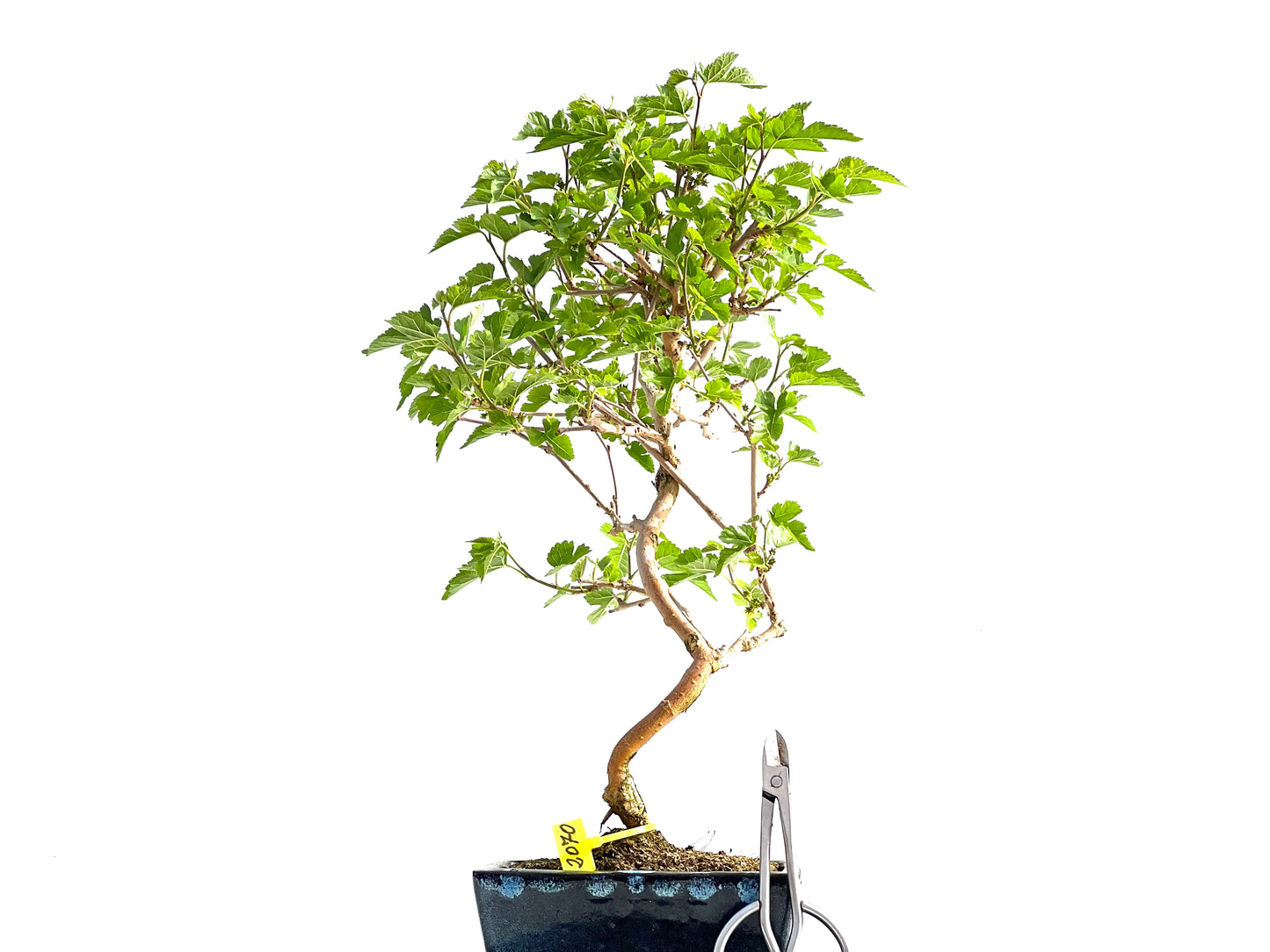Morus Alba 2070