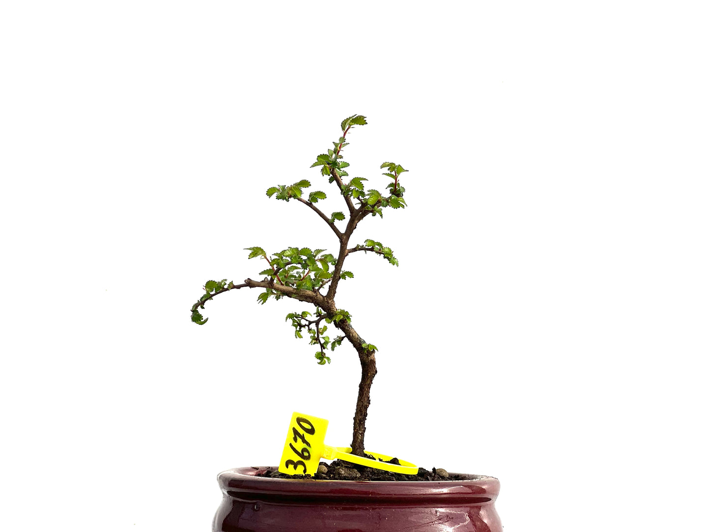 Ulmus Parvifolia 3670