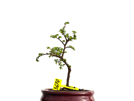 Ulmus Parvifolia 3670