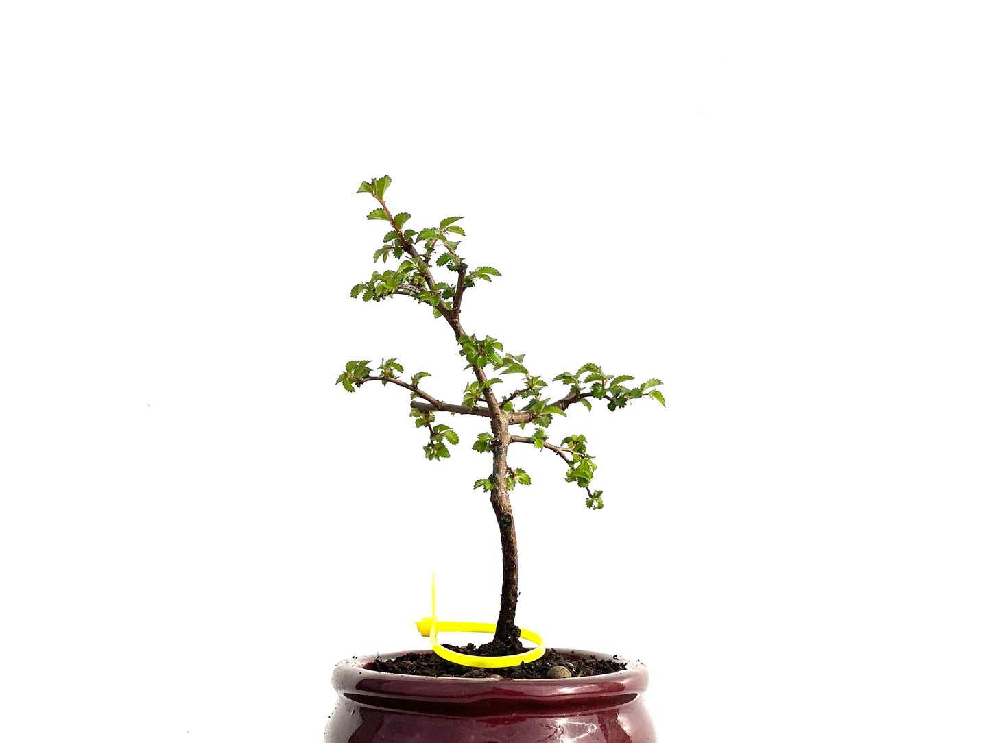Ulmus Parvifolia 3670