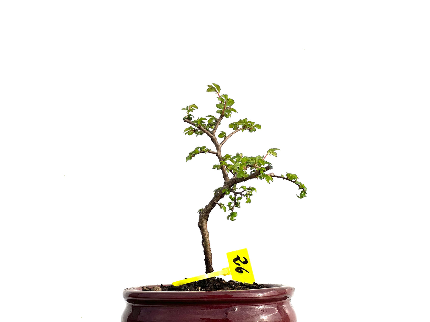 Ulmus Parvifolia 3670