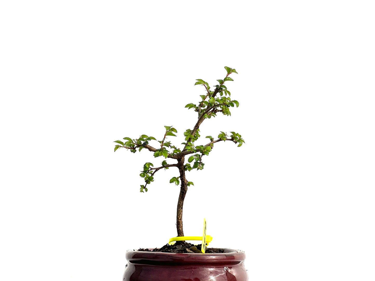 Ulmus Parvifolia 3670