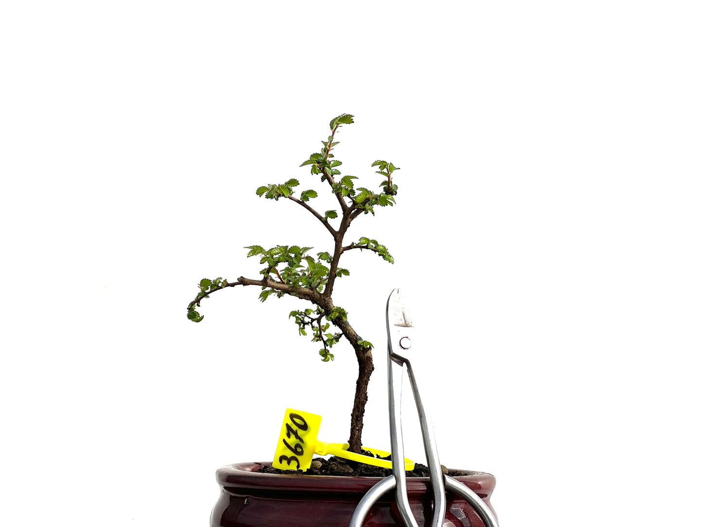 Ulmus Parvifolia 3670