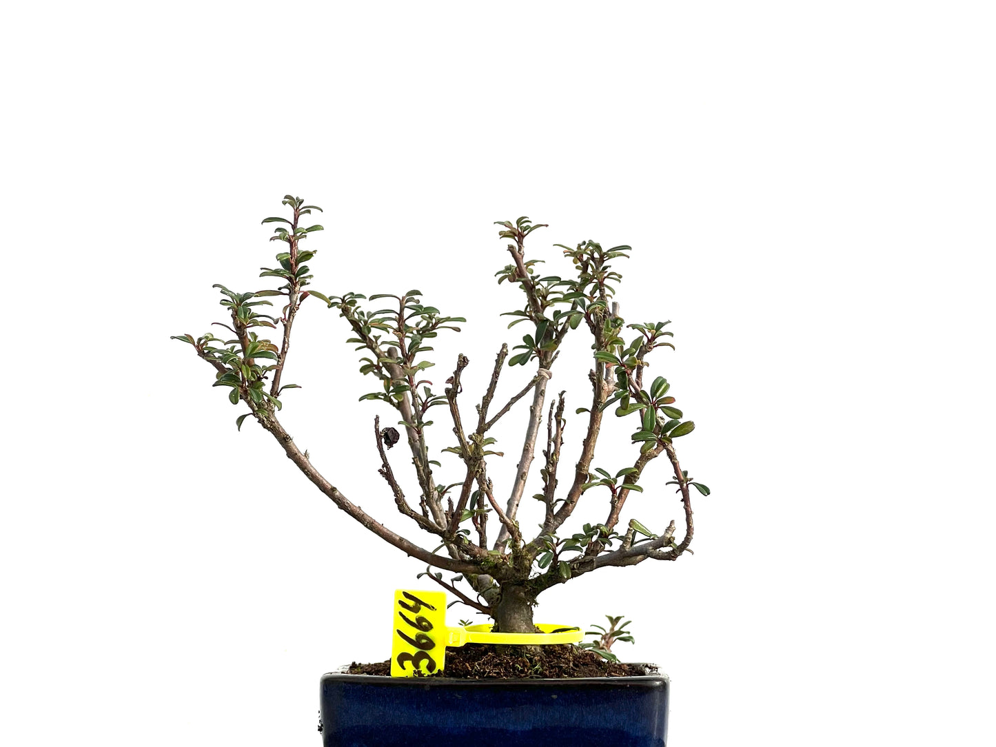 Cotoneaster Microphylla 3664