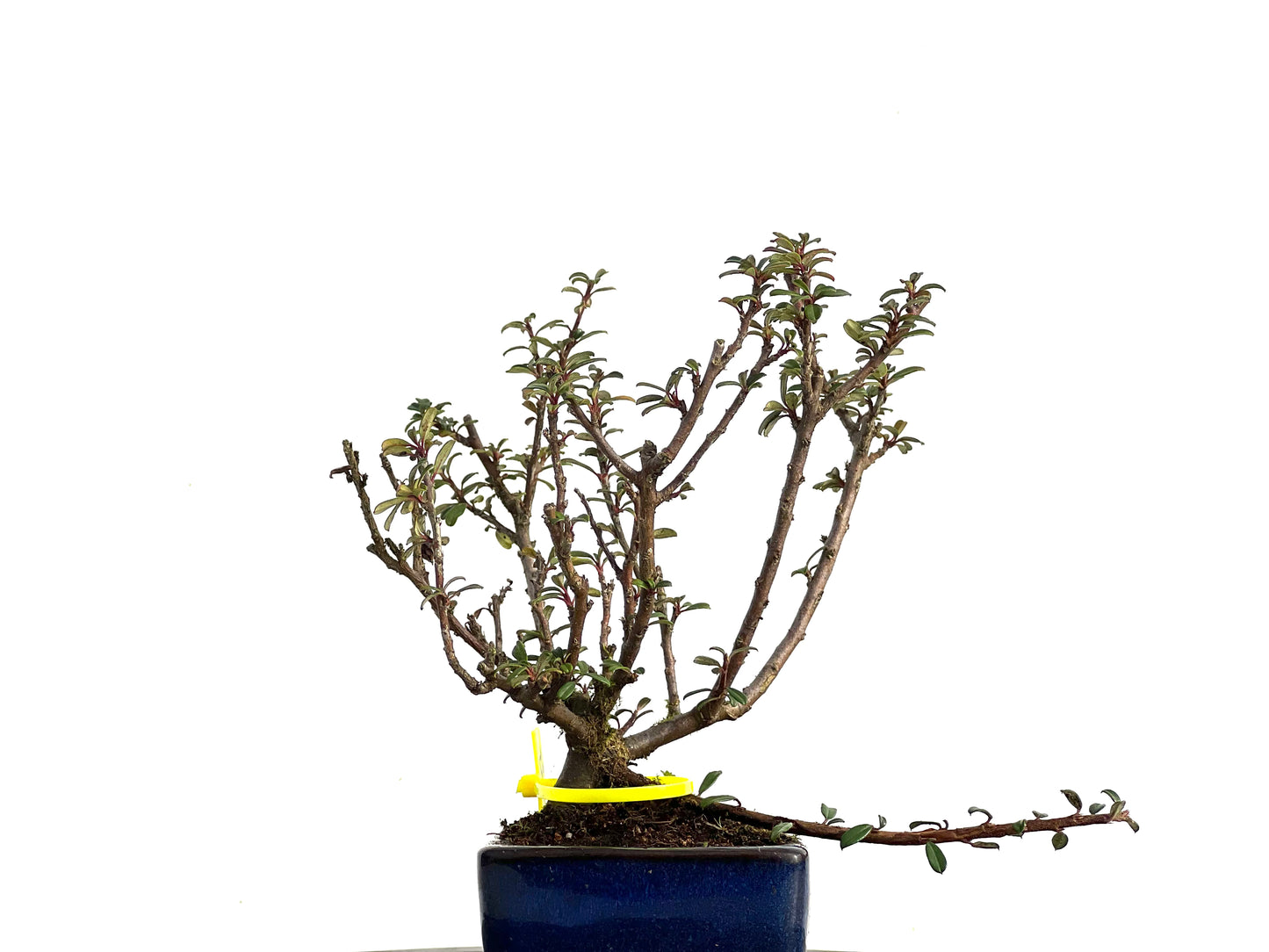 Cotoneaster Microphylla 3664